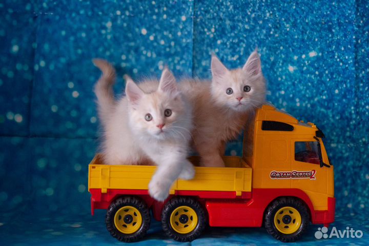 Котята мейн-кун