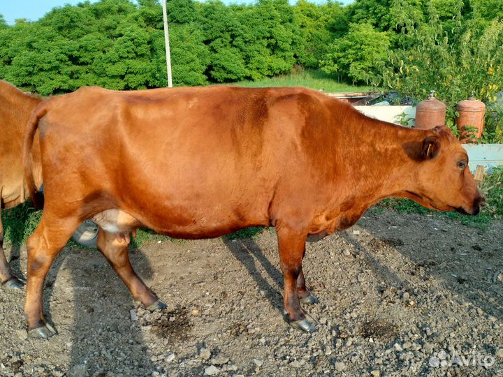 Коровы дойные молочные