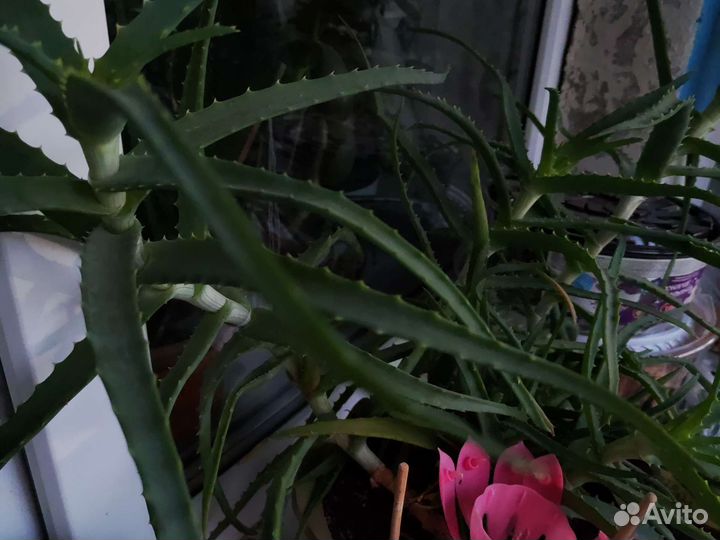 Алоэ столетник лечебный