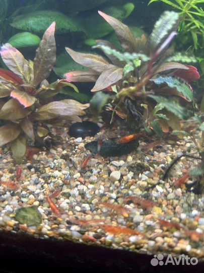 Креветки пресноводные-Вишня