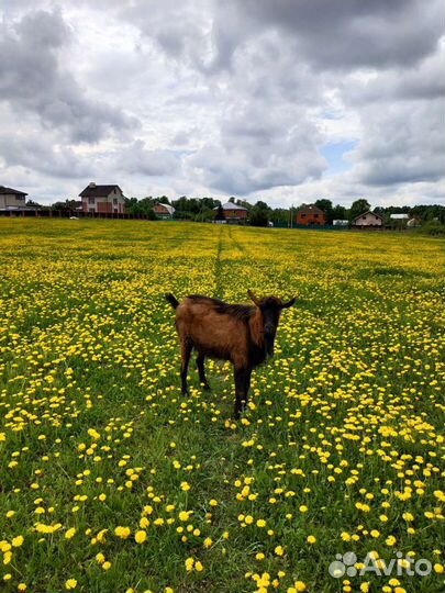 Молоко козье и коровье