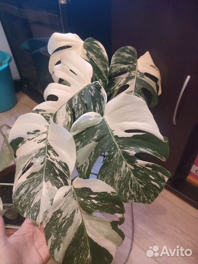 Монстера альба