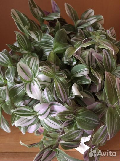 Комнатные цветы. Традесканции, фуксии, фиалки