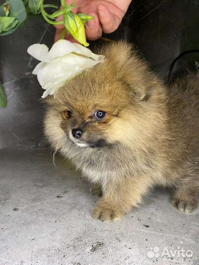 Померанский шпиц белый, черный, рыжий