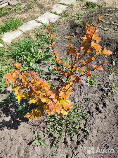 Пузыреплодники, разные сорта