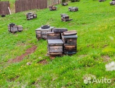 Продам пасеку с домом