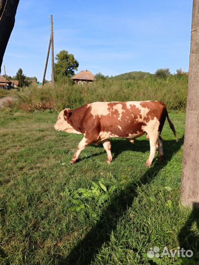 Быки на племя