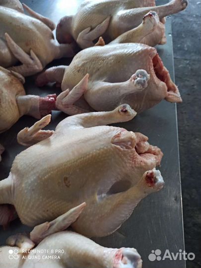 Мясо домашнего бройлера