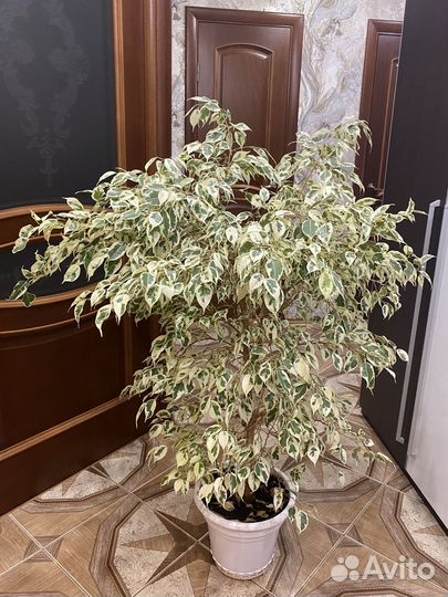 Фикус Бенджамина