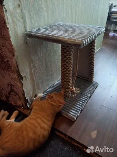 Когтеточка