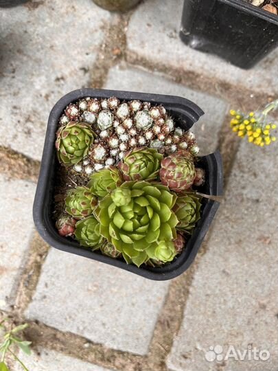 Молодило, очитки, камнеломка