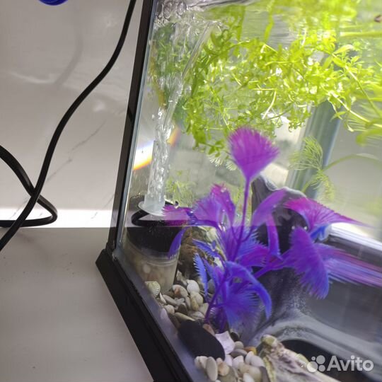Аквариум с рыбками