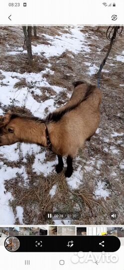 Коза Ламанча