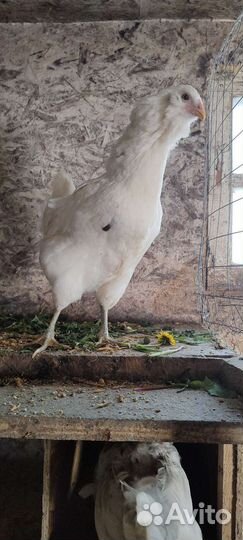 Маран,Амераукан,Фавероль