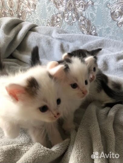 Котята даром, 3мальчика и 1девочка
