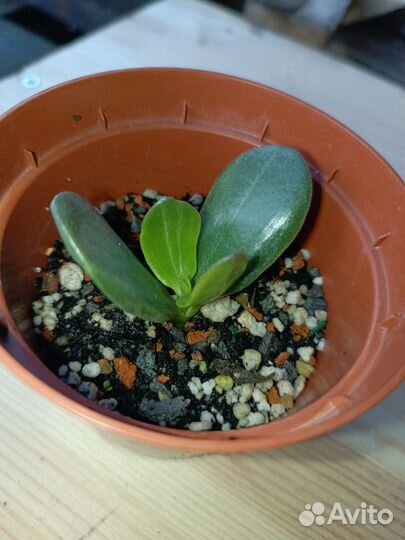 Крассула редкая сортовая коллекционная