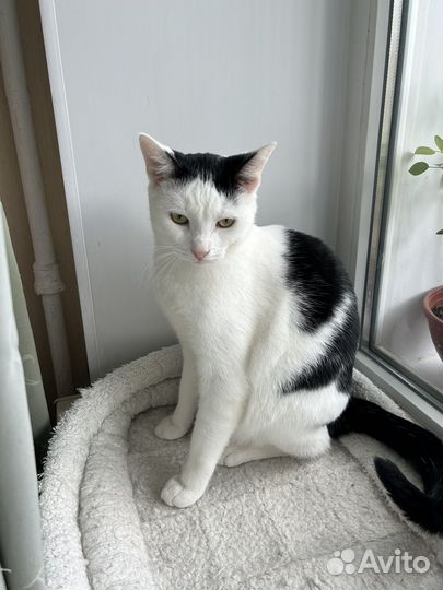 Кот годовалый, здоровый