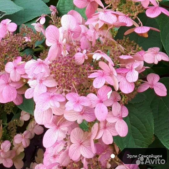 Гортензия эрли сенсейшен