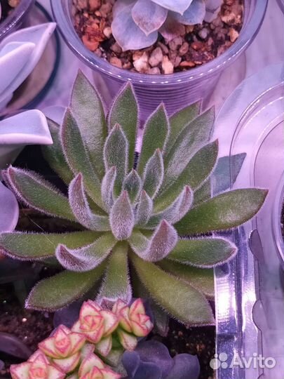 Суккуленты разные