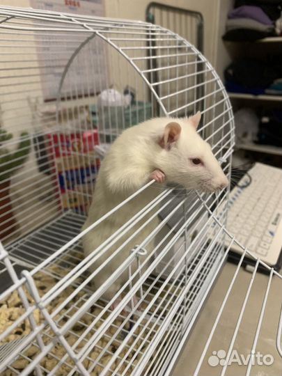 Крыса с клеткой