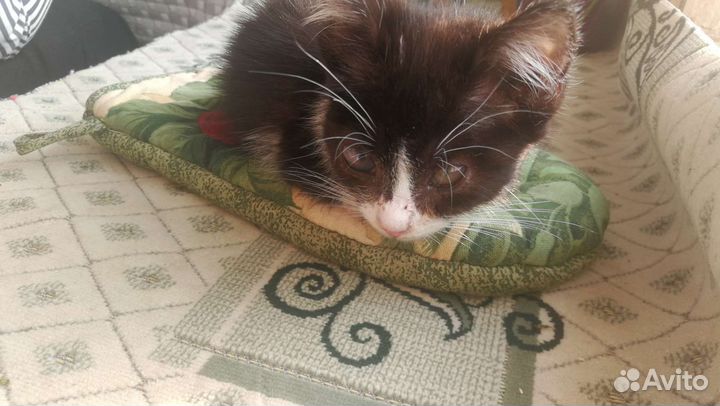 Котенок мальчик бесплатно