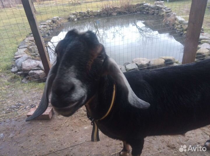 Коза нубийка