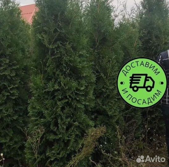 Туя Колумна