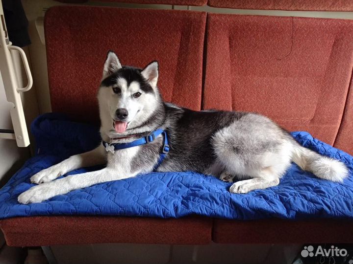 Хаски в добрые руки