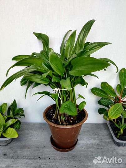 Пышный Дримиопсис