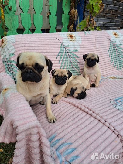 Щенки мопса