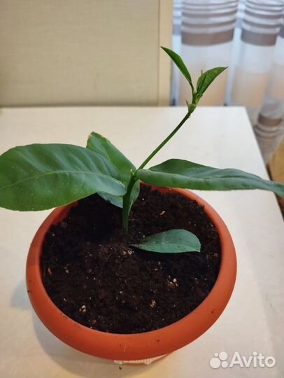 Лимон (Пандероза) плодоносящий