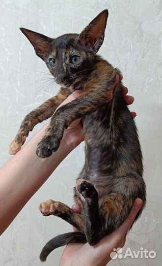 Ориентальные котята