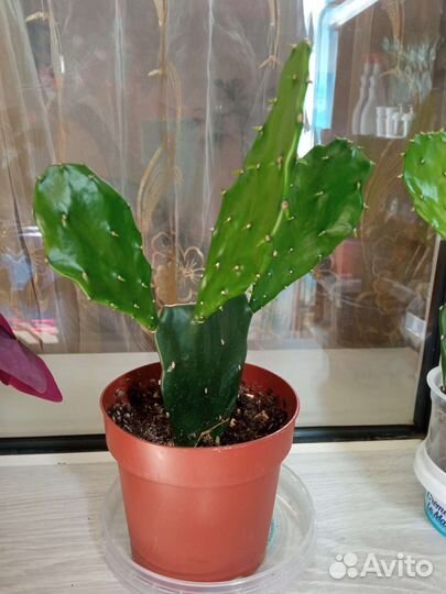 Кактус опунция