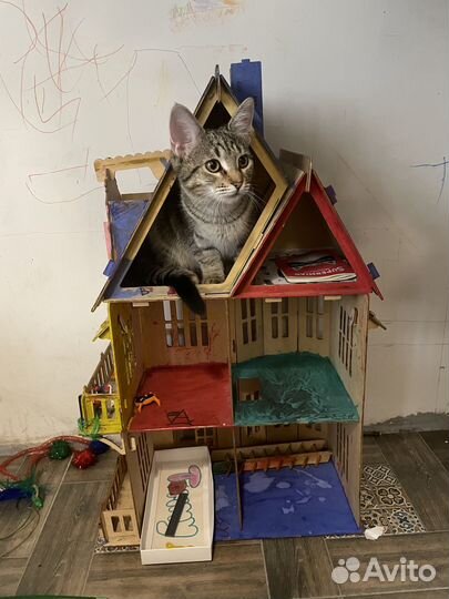 Кошечка ищет кота для вязки