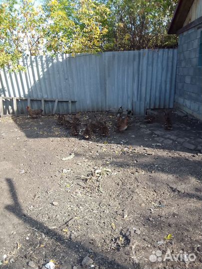 Утки подсадные кряква