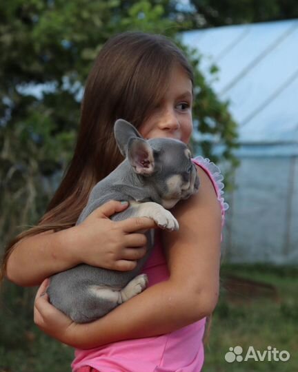 Маленькое счастье. бульдожка