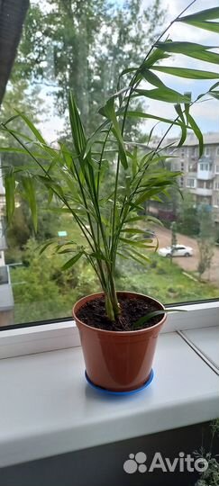 Хамедорея