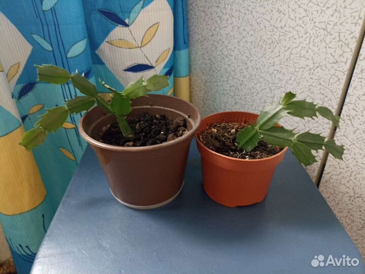 Комнатные растения