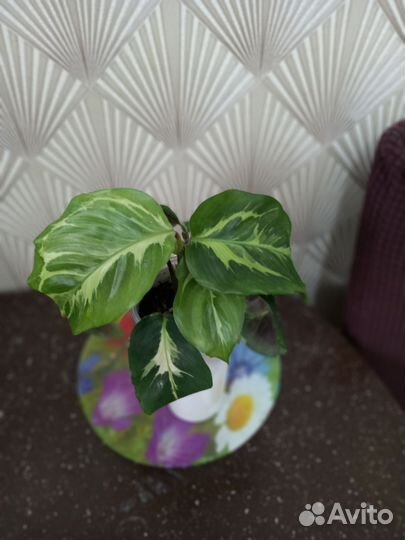 Комнатные цветы