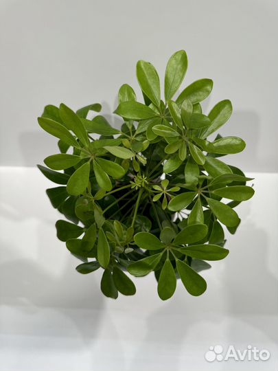 Шеффлера комнатное растение/цветок в кашпо