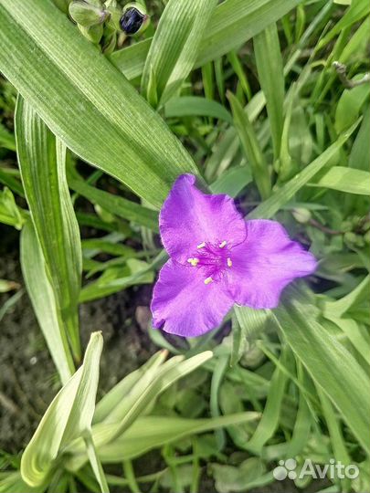 Многолетние цветы и кустарники