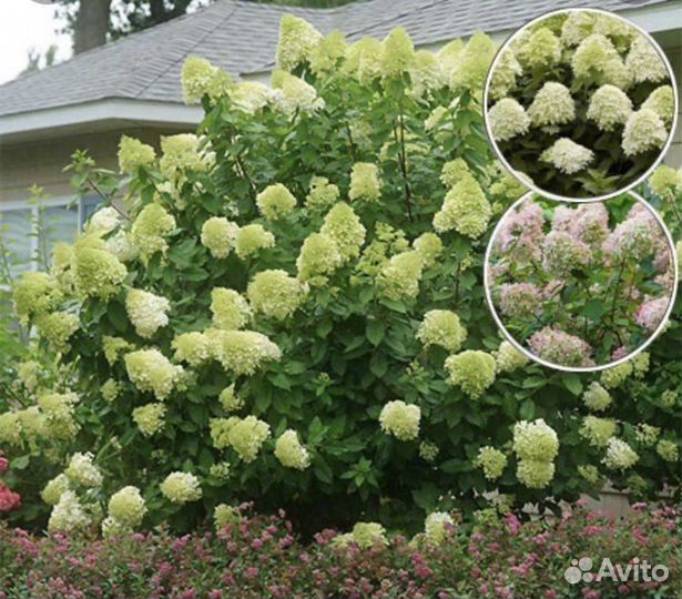 Гортензия саженцы