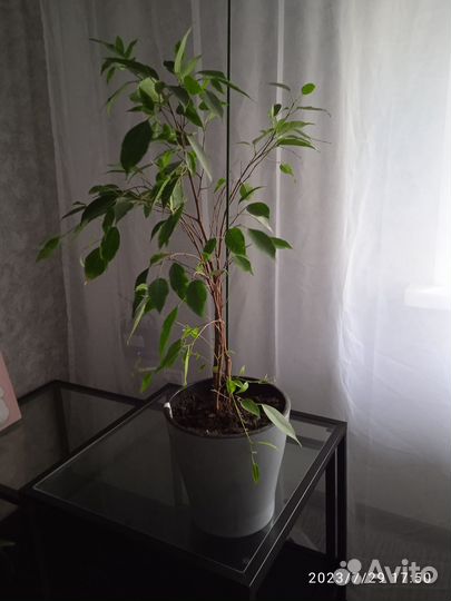 Продам фикус