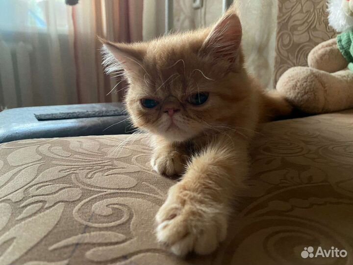 Котята экзоты девочка