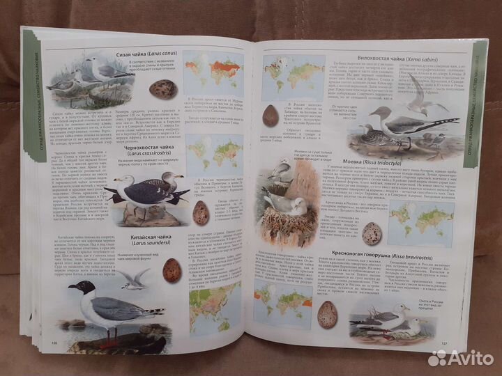 Большая иллюстрированная энциклопедия Птицы России