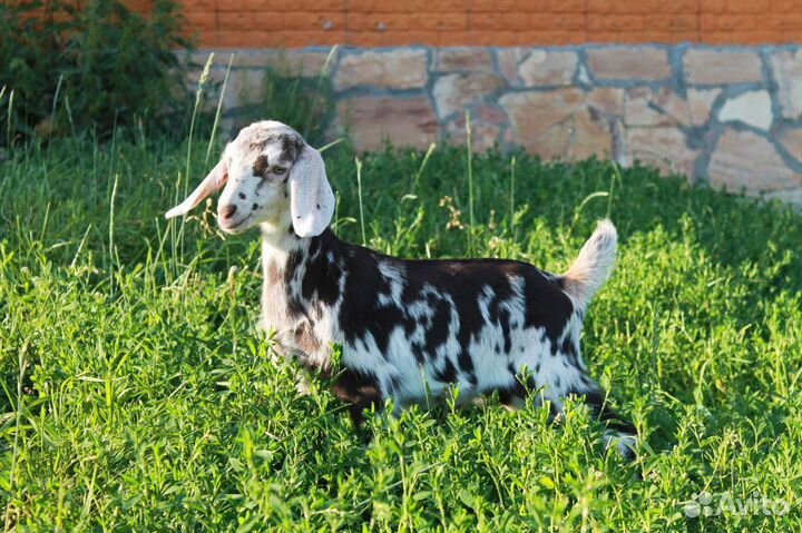 Козлик на племя