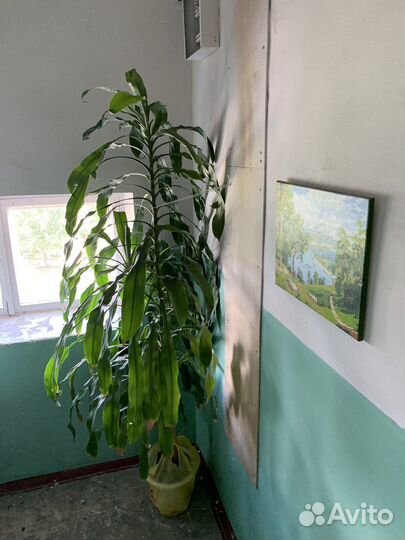 Дерево счастья 2м 65см