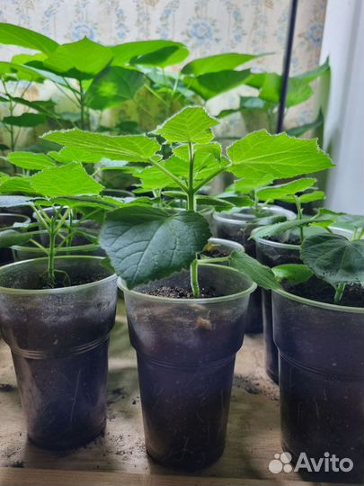 Павловния войлочная