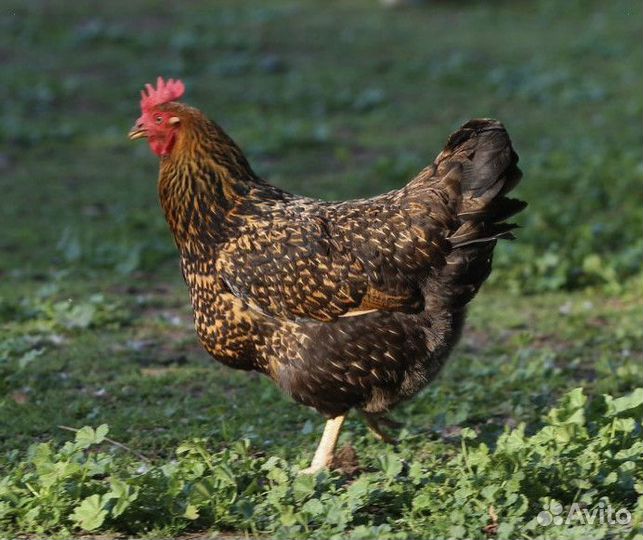 Куры-несушки