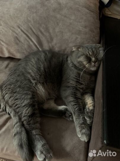 Шотландский вислоухий кот на вязку